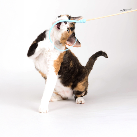 Cat teaser bamboo wobbly Cat teaser
