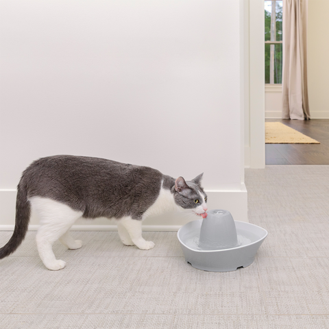 Fontaine Streamside céramique 1,8 L Petsafe avec chat