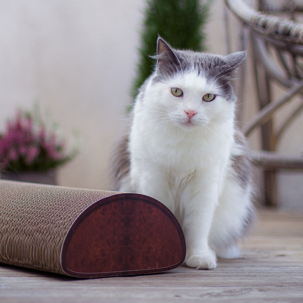 miniature Griffoir en carton de qualité La Pain cat-on démonstration avec chats