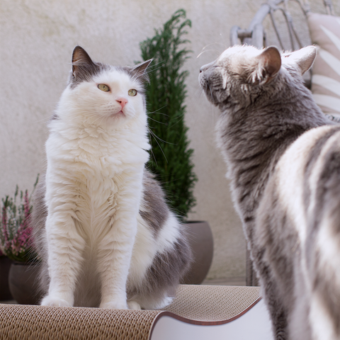 Griffoir en carton de qualité Liela cat-on démonstration avec chats